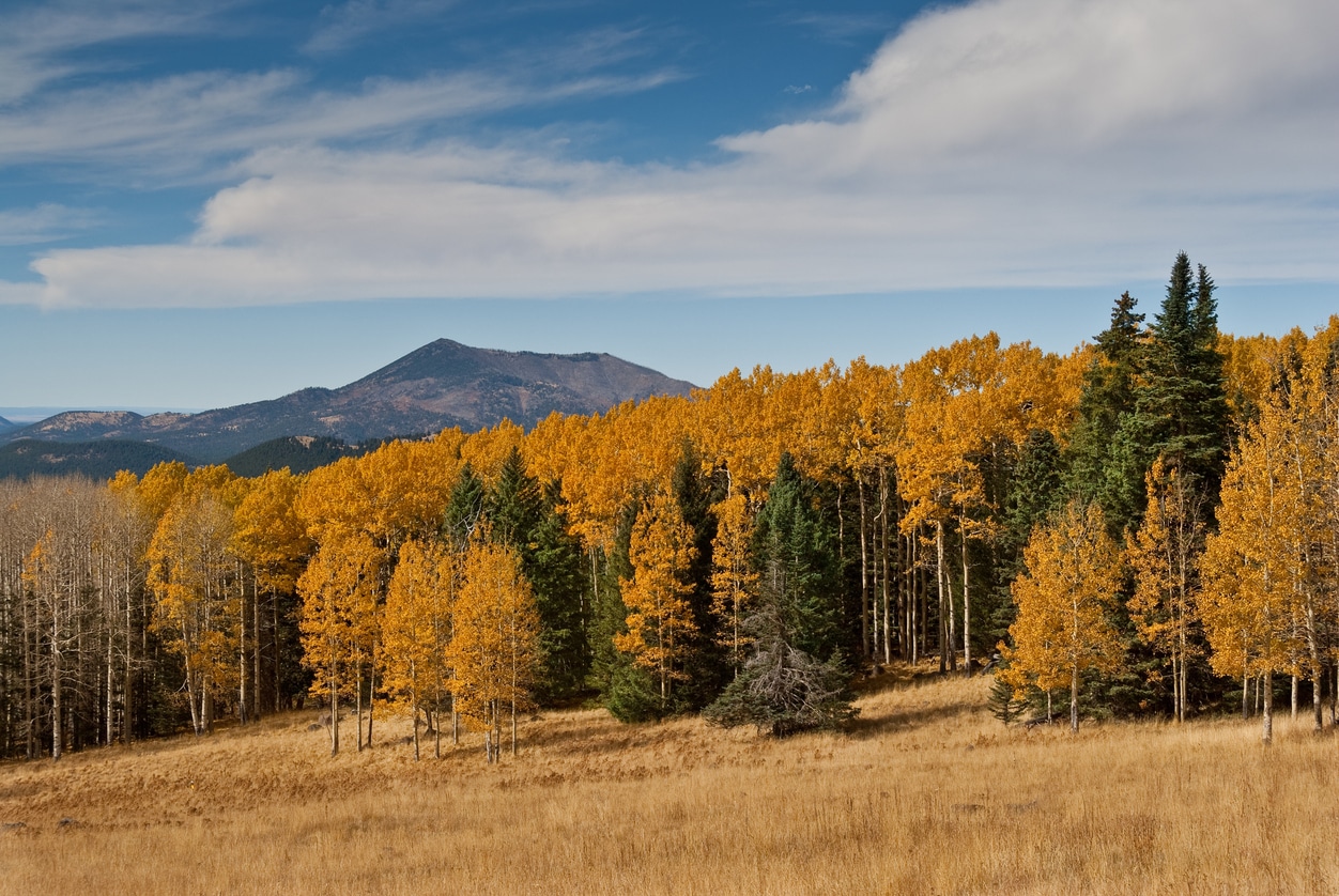 Fall Colored Aspens on Hart Prairie