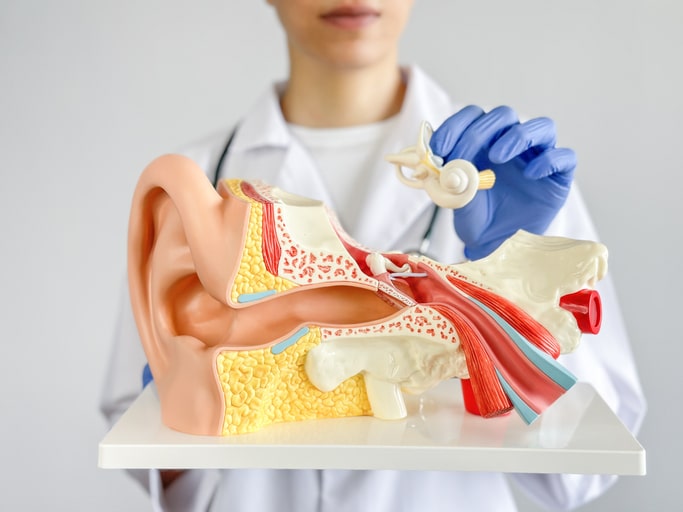 Doctor holding and showing human auditory system.